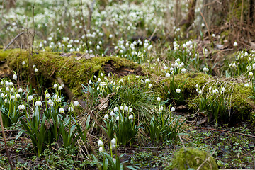 Image showing early spring snowflake flowers