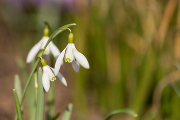 Image showing Snowdrop bloom in springtime