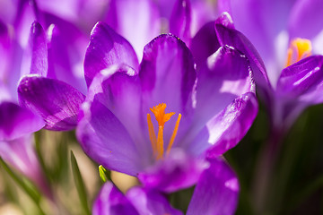 Image showing first spring flowers in garden crocus