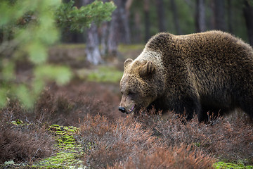 Image showing brown bear (Ursus arctos) in winter forest