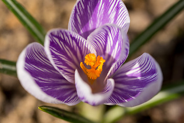 Image showing first spring flowers in garden crocus