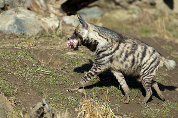 Image showing Striped hyena (Hyaena hyaena)