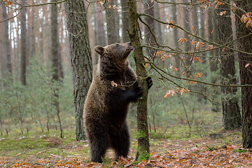 Image showing brown bear (Ursus arctos) in winter forest