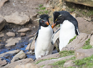 Image showing Rockhopper penguins one beaach