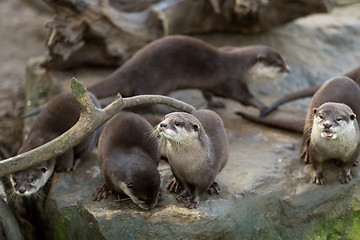 Image showing European otter (Lutra lutra)