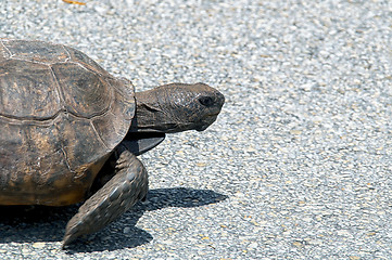 Image showing gopher tortoise walking