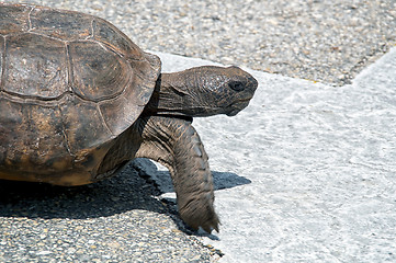 Image showing determined Gopher tortoise