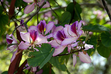 Image showing orchid tree in bloom