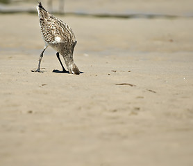 Image showing head in the sand