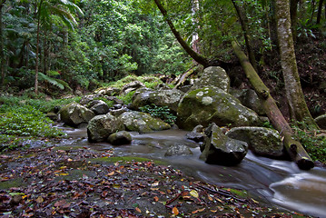 Image showing rainforest