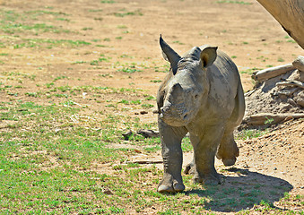 Image showing baby rhino