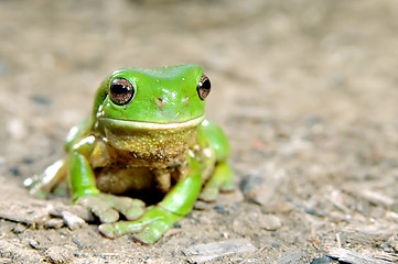 Image showing green tree frog