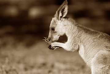 Image showing eastern grey kangaroo sepia