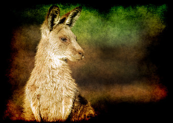 Image showing grunge kangaroo