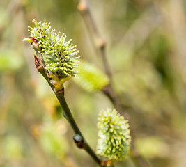 Image showing catkin closeup