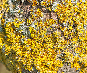 Image showing lichen closeup