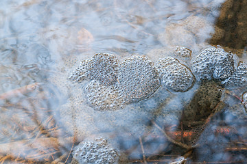 Image showing frog spawn in a pond