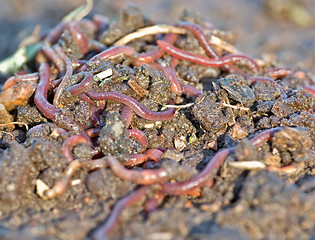 Image showing garden worms