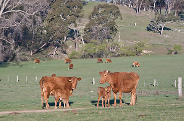 Image showing cows in the field