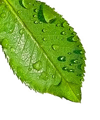 Image showing water on leaf