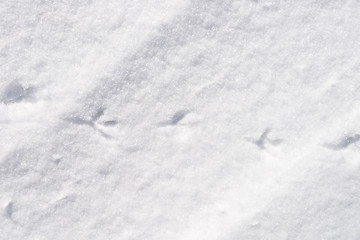 Image showing bird traces in snow