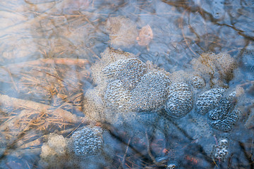 Image showing frog spawn in a pond