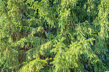 Image showing fir trees in sunny ambiance