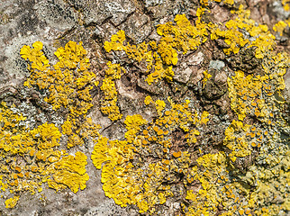 Image showing lichen closeup