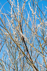 Image showing catkin closeup