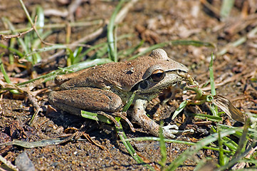 Image showing litoria brevipalmata