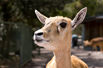 Image showing young deer