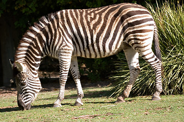 Image showing zebra eating grass