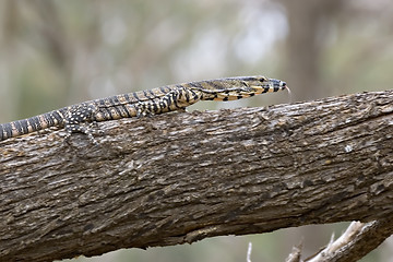 Image showing lace monitor with tonque out