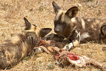 Image showing cape hunting dogs