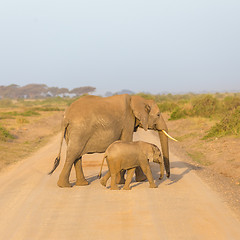 Image showing Elephants with calf  croosing dirt road.