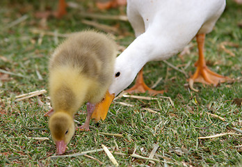 Image showing pushy mother duck