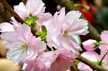 Image showing Sakura, the famouse flower of Japan