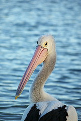 Image showing pelican