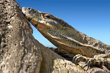 Image showing lace monitor