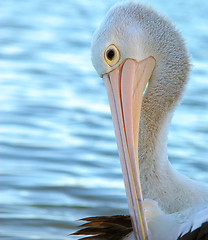 Image showing pelican