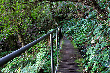 Image showing rainforest path