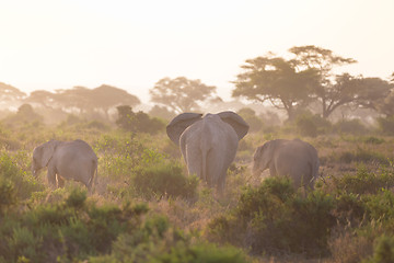 Image showing Elephants in front of Kilimanjaro, Amboseli, Kenya