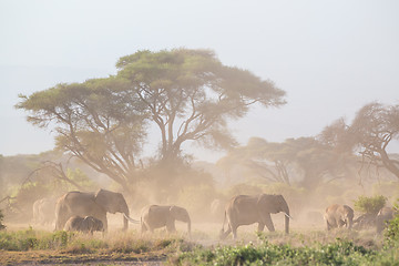 Image showing Elephants in front of Kilimanjaro, Amboseli, Kenya