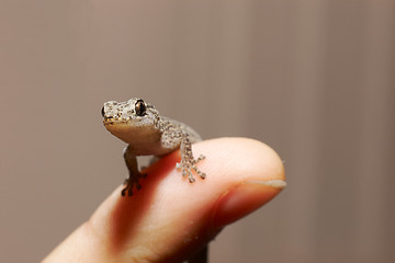 Image showing marbled gecko