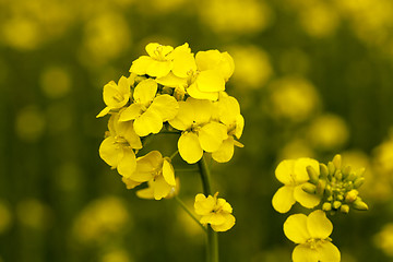 Image showing flowering canola. spring  