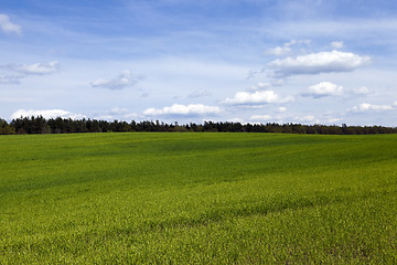 Image showing sprouted wheat in the spring  