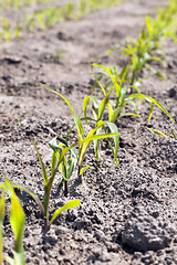 Image showing Field of green corn 