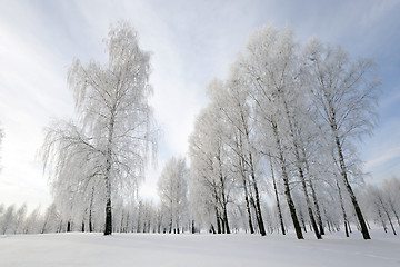 Image showing trees in winter  