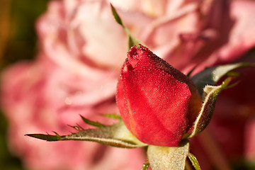 Image showing start and finish rosebud in front of older open rose