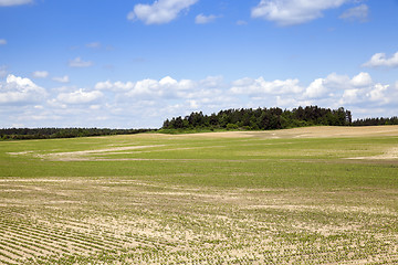 Image showing field with beetroot  